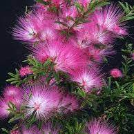 Calliandra / Powderpuff  Bonsai Tree  Live Plant