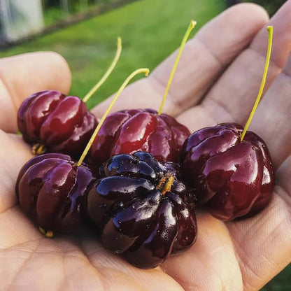 Surinam Cherry Fruit Live Plant