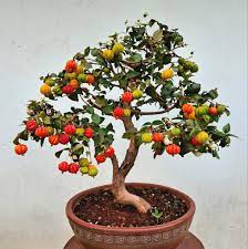Surinam cherry  Bonsai Tree  Live Plant