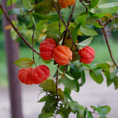 Surinam Cherry Fruit Live Plant