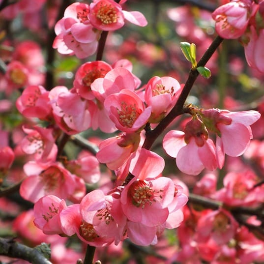 Japanese Quince Pink Rare Flowering Live Plant