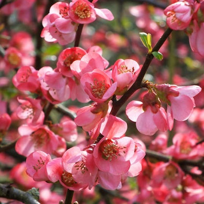 Japanese Quince Pink Rare Flowering Live Plant