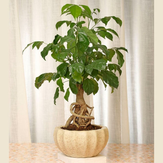 China Doll Bonsai Live Plant