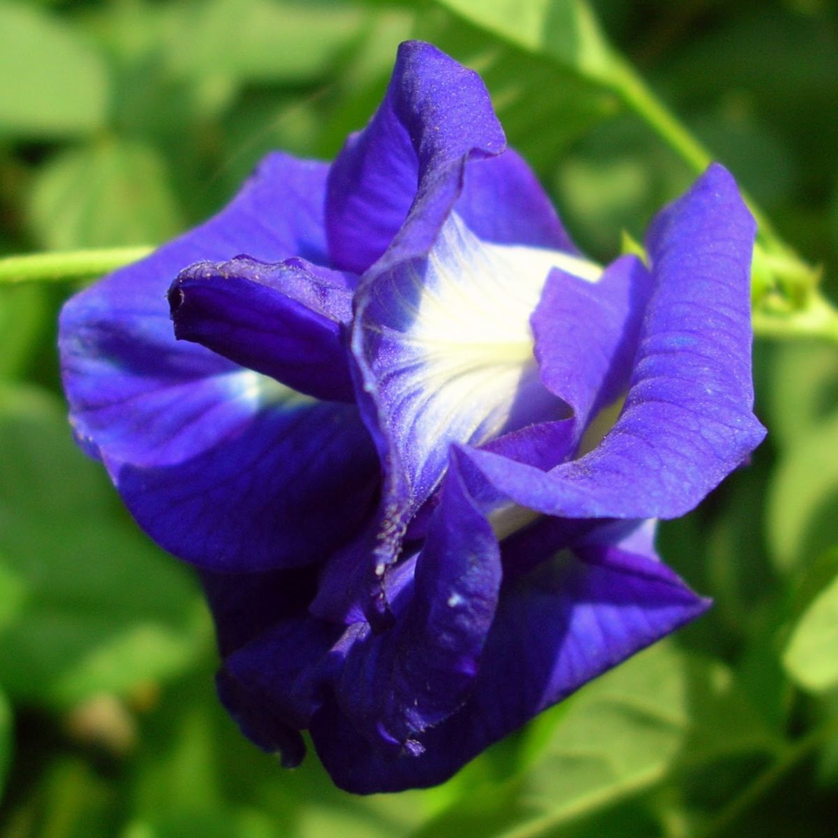 Blue multipetal clitoria  Seeds - Open Pollinated