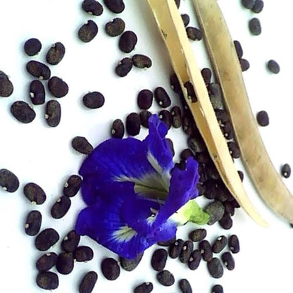 Blue multipetal clitoria  Seeds - Open Pollinated