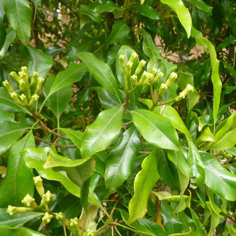 Clove / Lavang (Syzygium Aromaticum) Spice Plant