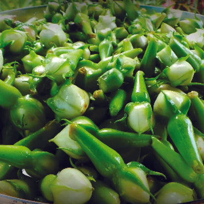 Organic Clove Beans Seeds - Open Pollinated