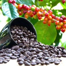 Coffee  Tree Live Plant