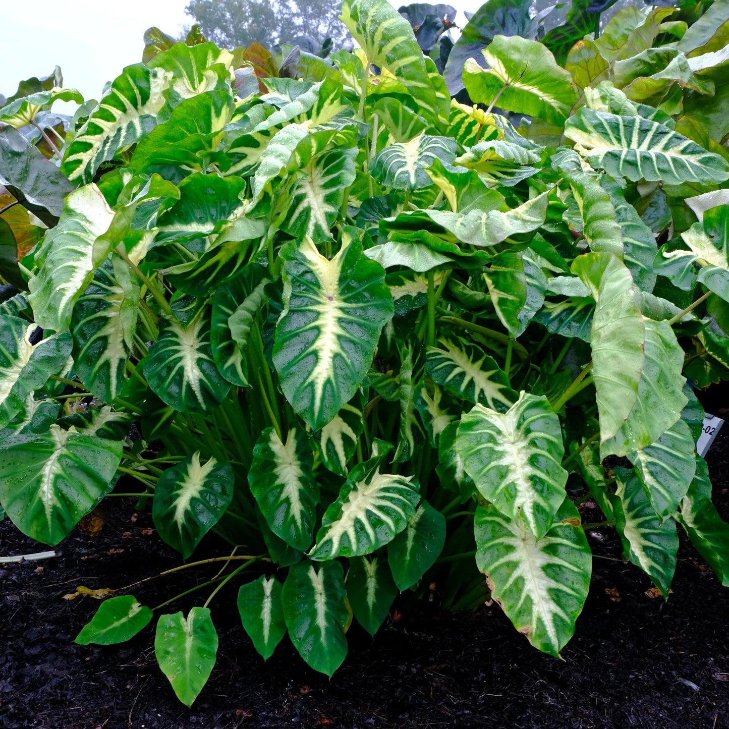Colocasia ‘White Lava’ Live Plant