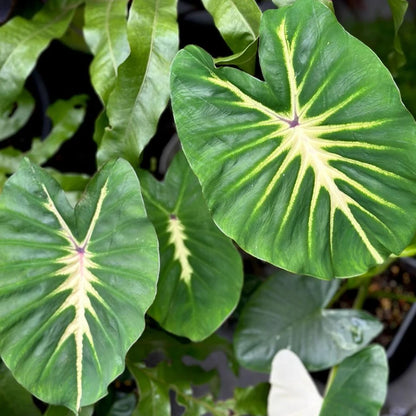Colocasia ‘White Lava’ Live Plant