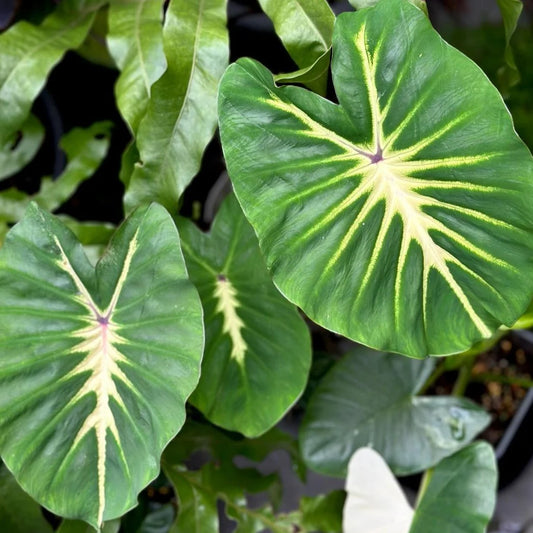 Colocasia ‘White Lava’ Live Plant
