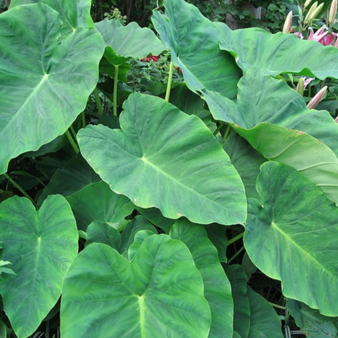 Colocasia esculenta Live Plant