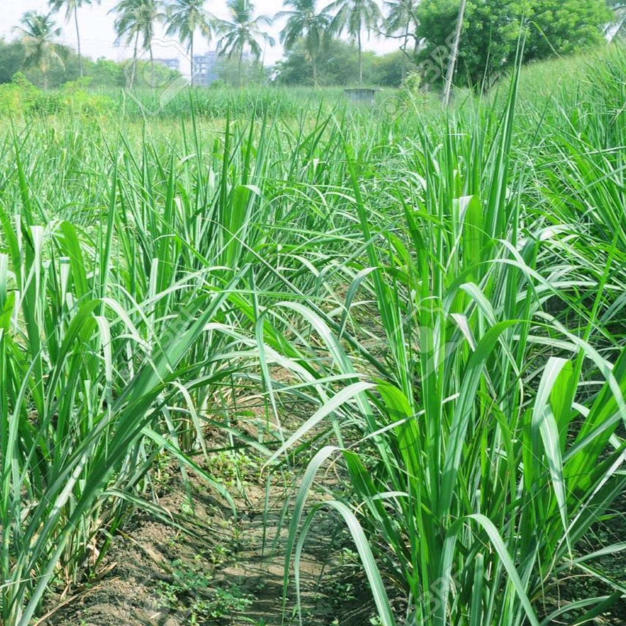 Organic Cow/Buffalo Grass Seeds Multi Cut