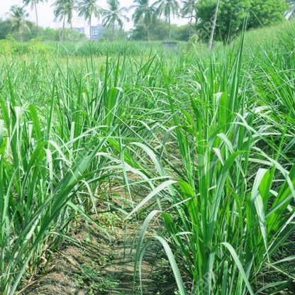 Organic Cow/Buffalo Grass Seeds Multi Cut