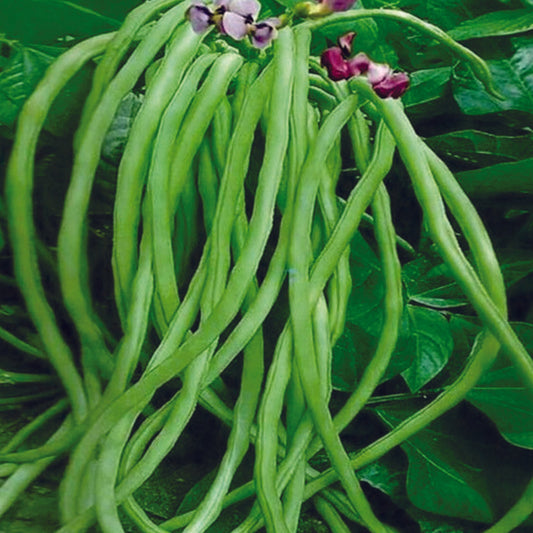 Organic Cowpea (Lobia Beans) Seeds (लोबिया के बीज)- Open Pollinated
