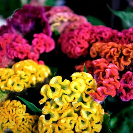 Cockscomb Jewel Box Mix Seeds