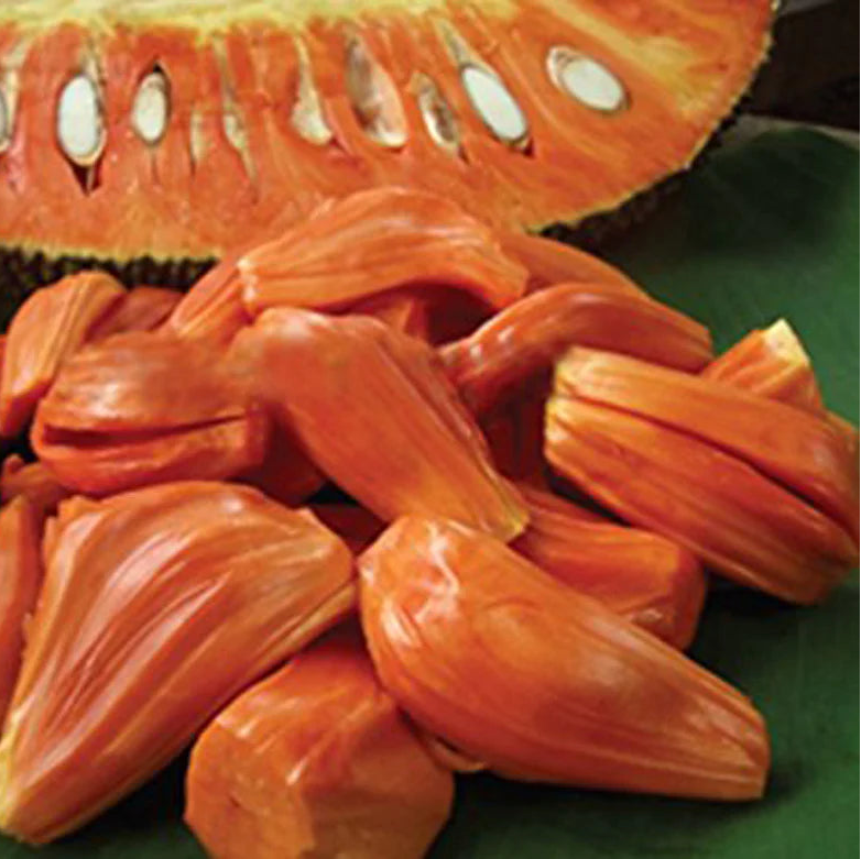 Daeng Surya Jackfruit Live Plant