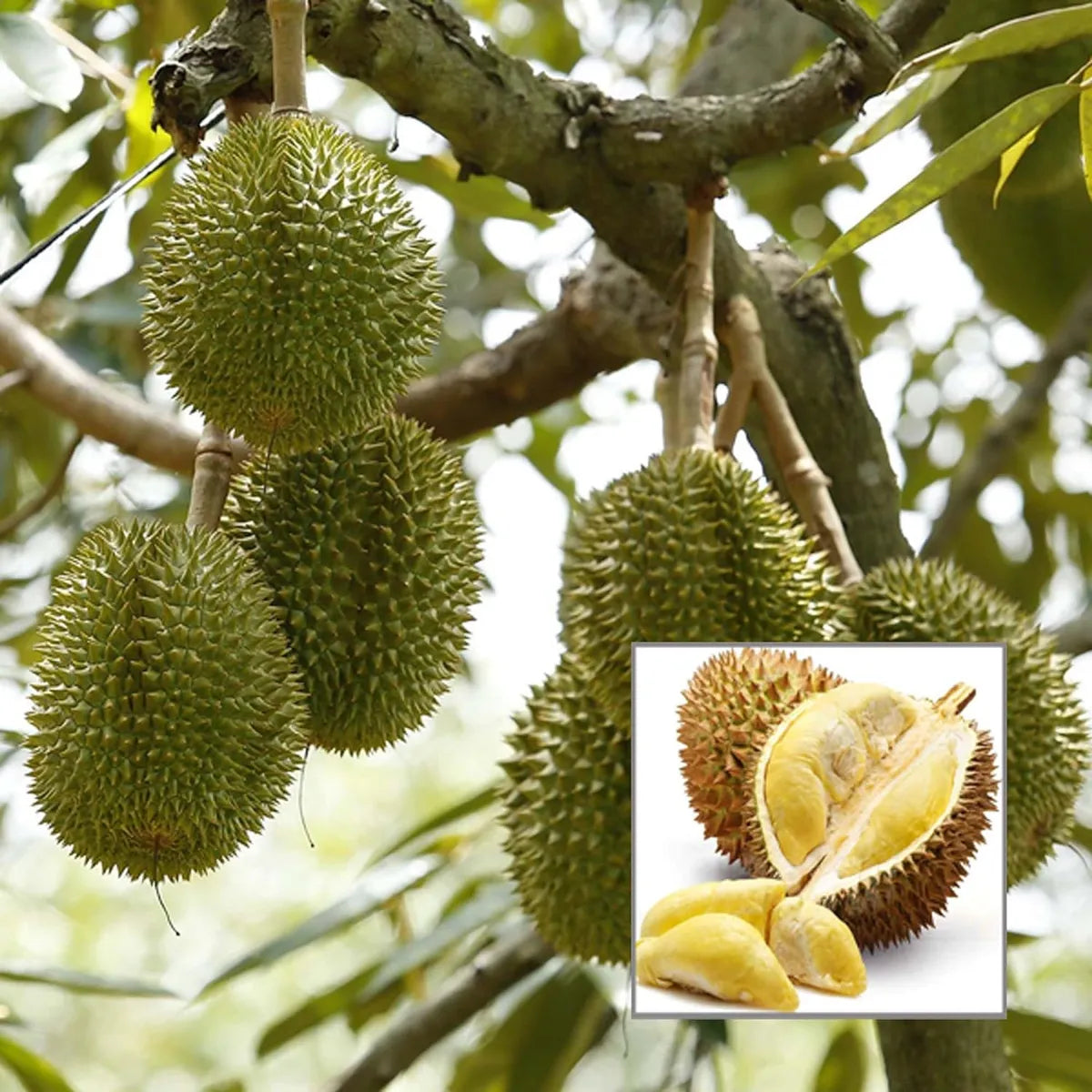 Durian Fruit Live Plant