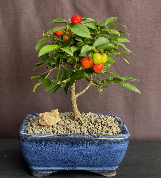 Western cherry  Bonsai Tree  Live Plant