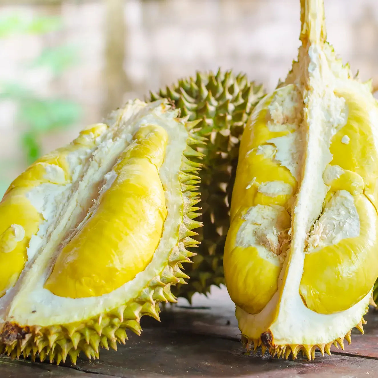 Durian Fruit Live Plant