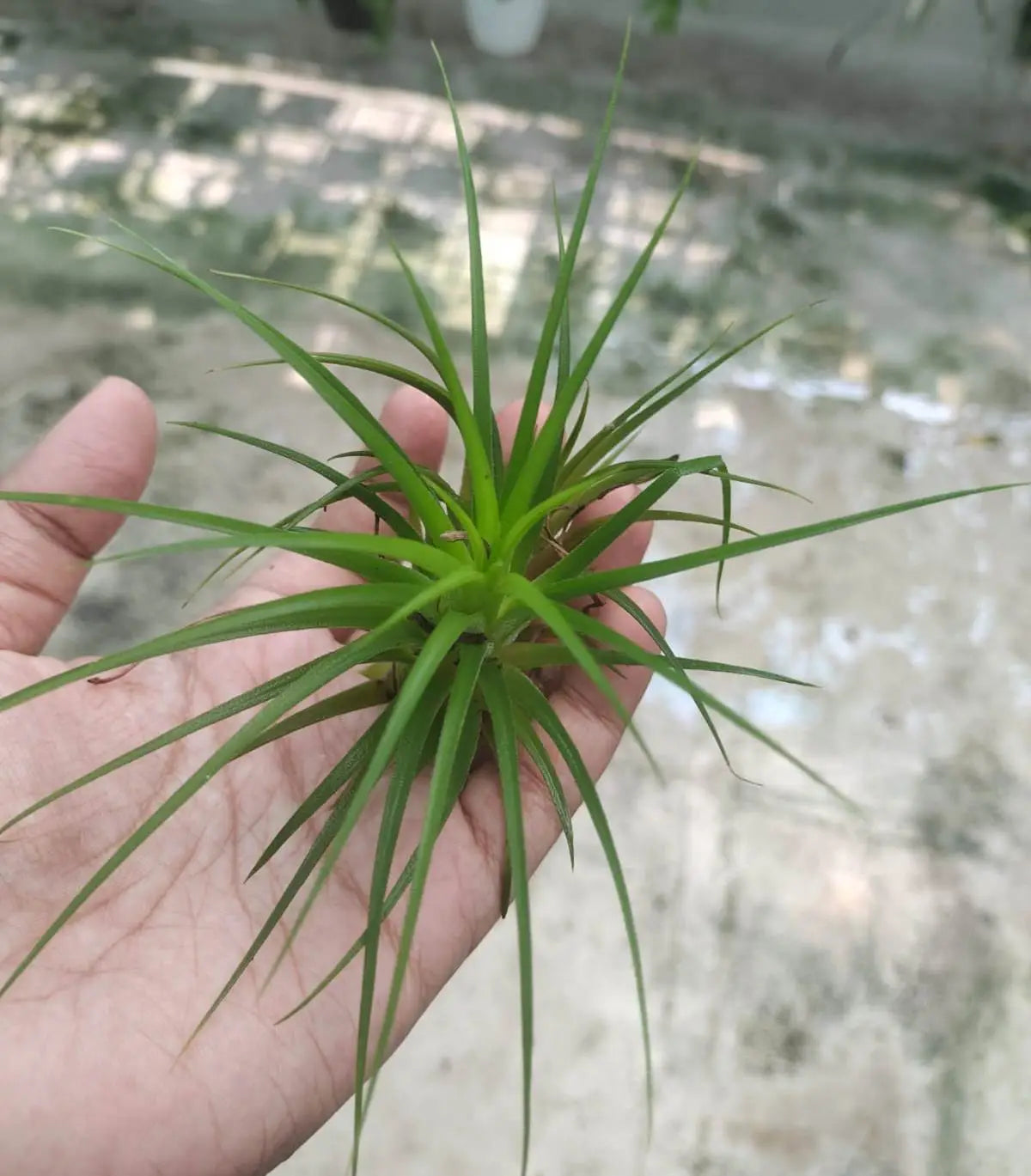 Tillandsia Druid White (Air Plant)