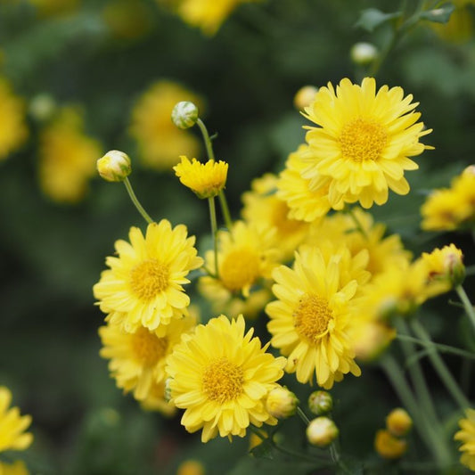 Daisy Yellow All Time Flowering Live Plant