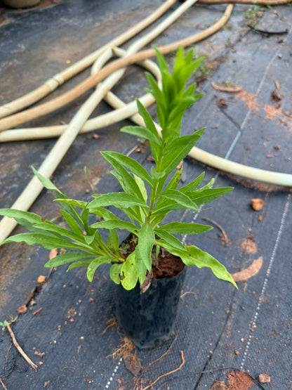 Daisy Yellow All Time Flowering Live Plant