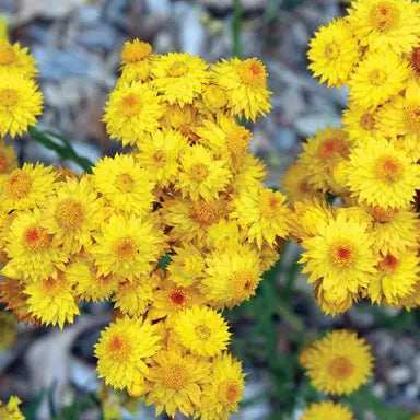 Daisy Yellow All Time Flowering Live Plant