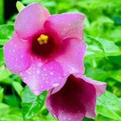 Purple Allamanda / Dwarf Allamanda All Time Flowering Live Plant