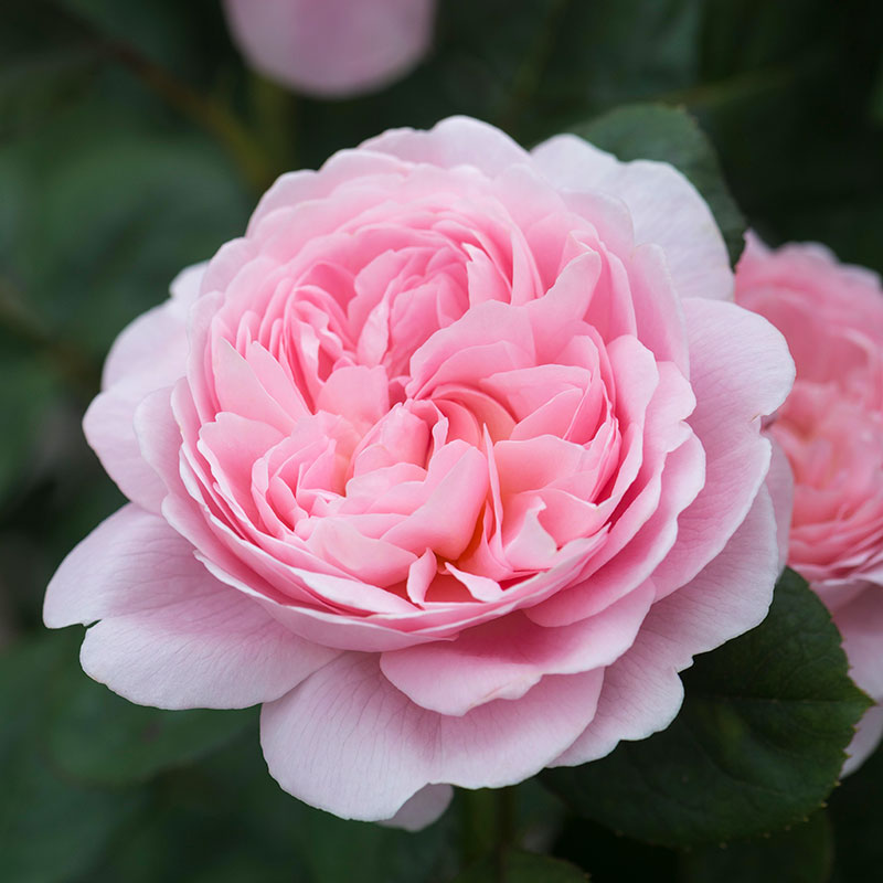 British Queen- Pink  DA Rose Live Plant