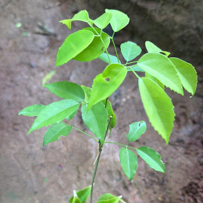 Miniature garlicvine  Layered Live Plant