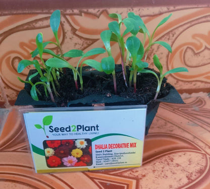 Dhalia Decorative Mix Seeds