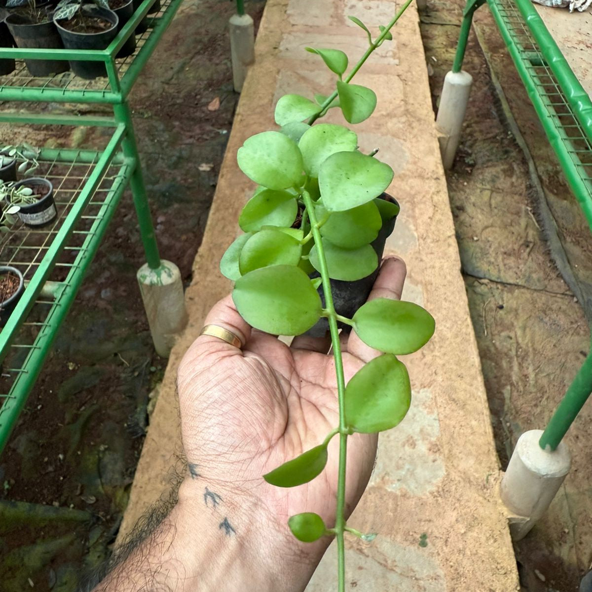 Dischidia Singularis( Apple leaf dischidia) Air Plant