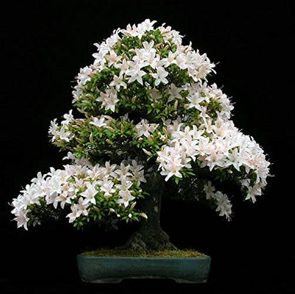 Dwarf kamini /Muraya  Bonsai Tree  Live Plant