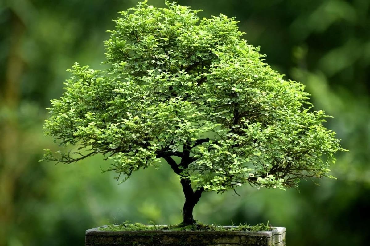 Dwarf kamini /Muraya  Bonsai Tree  Live Plant