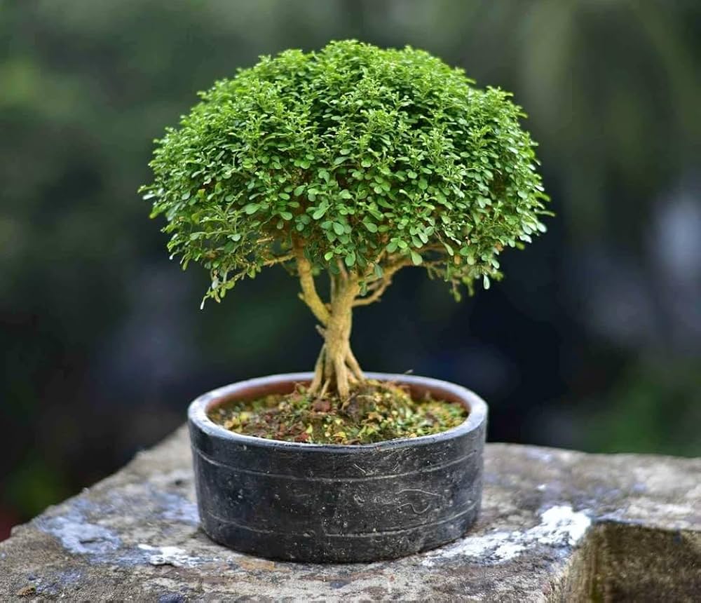 Dwarf kamini /Muraya  Bonsai Tree  Live Plant