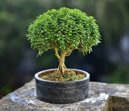 Dwarf kamini /Muraya  Bonsai Tree  Live Plant
