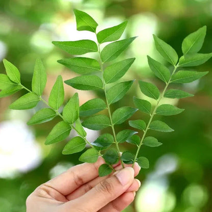 Curry Leaves / Meetha Neem (Murraya koenigii) Spice Plant