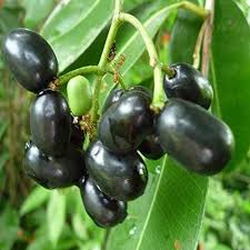 Black Jamun (Syzygium cumini) Live Plant