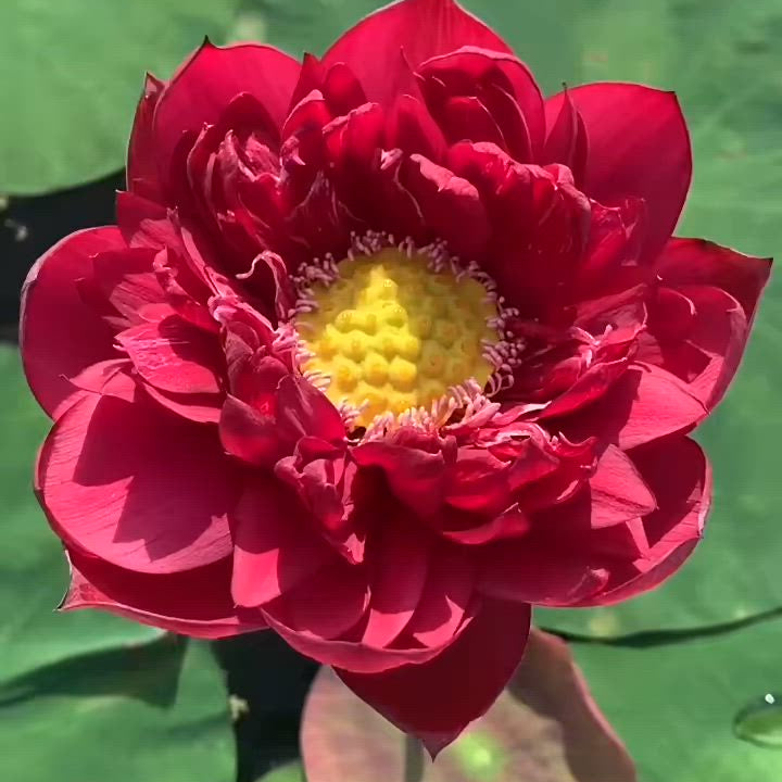 Drop Blood Red Lotus live plant