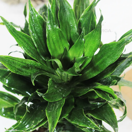 Dracaena Compacta Indoor / Outdoor Live Plant