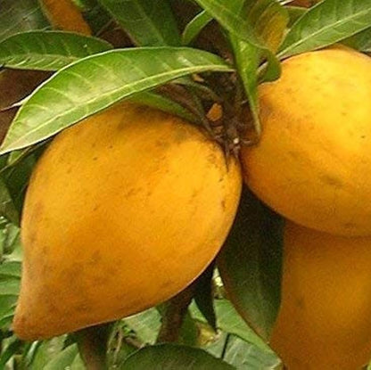 Egg Fruit (Pouteria campechiana) Live Plant