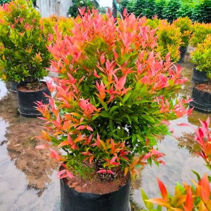 Eugenia Ornamental Live Plant