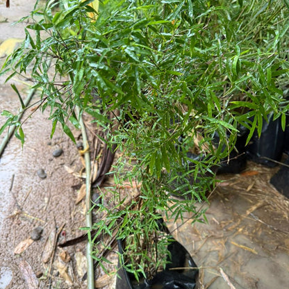 Pencil Bamboo (Bambusa multiplex) Live Plant