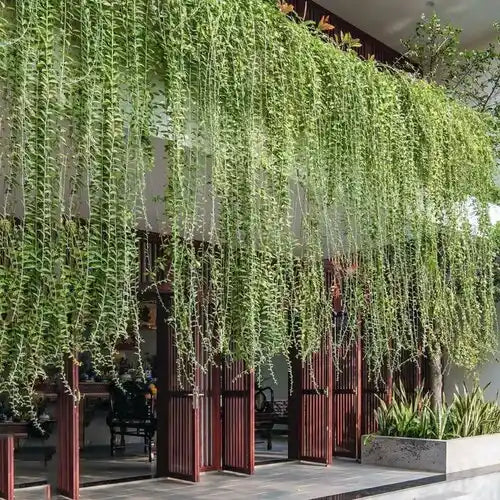 Curtain Creeper (Tarlmounia elliptica) Ornamental Live Plant