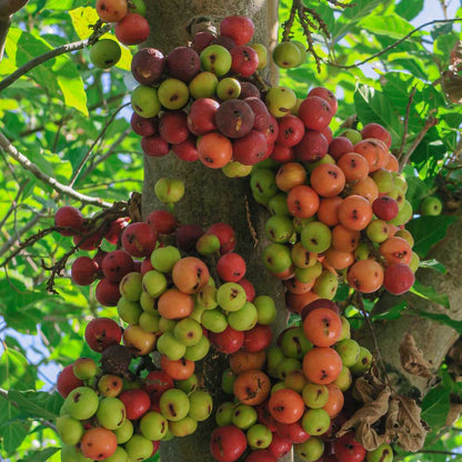 Desi Fig (Aththi) Live Plant