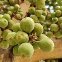 Desi Fig (Aththi) Live Plant