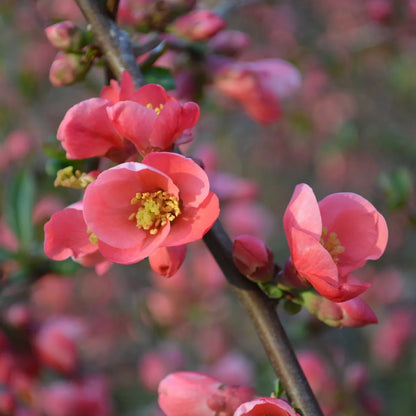 Japanese Quince Pink Rare Flowering Live Plant