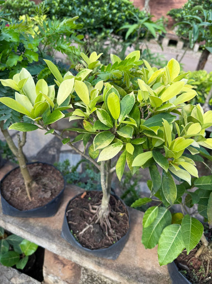 Golden Ficus Panda Bonsai Tree  Live Plant