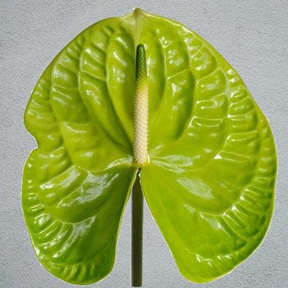 Anthurium Green Indoor/Outdoor Live Plant